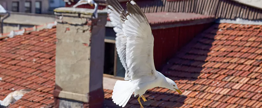 Residential Chimney Animal Removal Solution in Chesterfield, MO